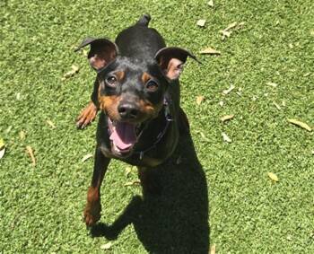 BEANIE -  Miniature Pinscher Dog for Adoption in Palo Alto, California - BEANIE | PetCurious