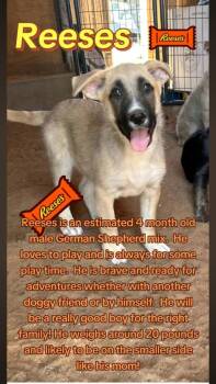 German Shepherd Dog Dogs Available for Adoption - Reeses | PetCurious