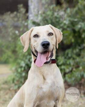 Winston -  Labrador Retriever Dog for Adoption in Tuscaloosa, Alabama - Winston | PetCurious
