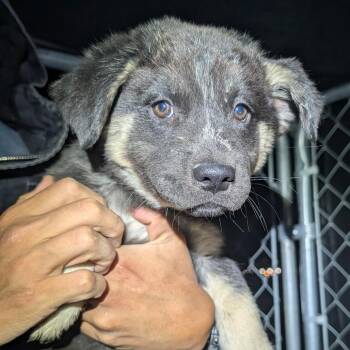 Maomao -  Mixed Breed Dog for Adoption in Park City, Utah - Maomao | PetCurious