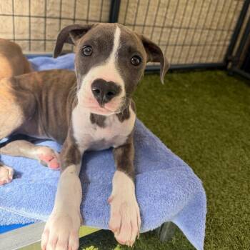 Mixed Breed Dogs Available for Adoption in Titusville, Florida - Lupita | PetCurious