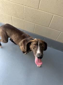 Mountain Cur Dogs Available for Adoption in Johnson City, Tennessee - Jasper | PetCurious