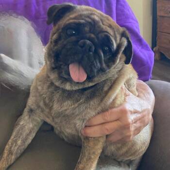 Cleo -  Pug Dog for Adoption in Tonasket, Washington - Cleo | PetCurious