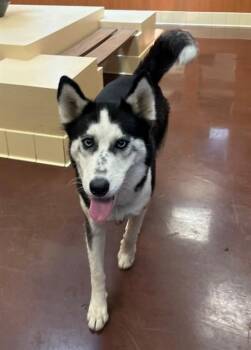 ODESSA -  Siberian Husky and Mixed Breed Dog for Adoption in Blythe, California - ODESSA | PetCurious