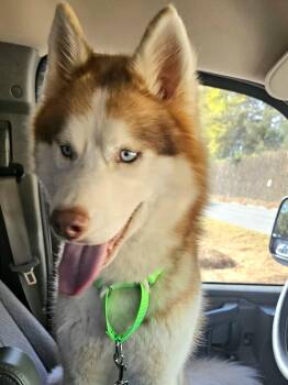 Siberian Husky Dogs Available for Adoption in Odenton, Maryland - Sunny | PetCurious