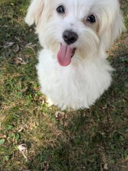 Artie -  Maltese Dog for Adoption in Franklin, Tennessee - Artie | PetCurious