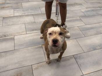 REBA -  Pit Bull Terrier and Mixed Breed Dog for Adoption in Charlotte, North Carolina - REBA | PetCurious