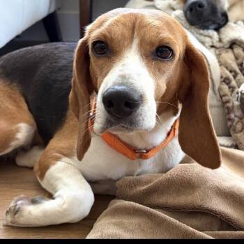 Penny (FOU1) -  Beagle Dog for Adoption in Riverside, California - Penny (FOU1) | PetCurious
