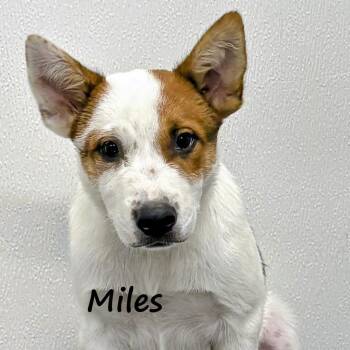 Miles -  Australian Cattle Dog Blue Heeler and Australian Shepherd Dog for Adoption in Aurora, Nebraska - Miles | PetCurious