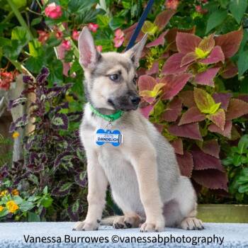 Dandelion -  Shepherd Dog for Adoption in Wake Forest, North Carolina - Dandelion | PetCurious