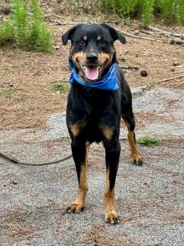 Wyatt -  Rottweiler Dog for Adoption in Sumter, South Carolina - Wyatt | PetCurious