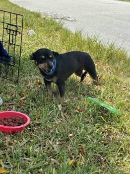 Miniature Pinscher and Mixed Breed Dogs Available for Adoption in Doral, Florida - GIGI | PetCurious