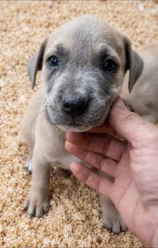 Boxer and Labrador Retriever Dogs Available for Adoption in Batesville, Arkansas - Jace | PetCurious