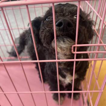 Shih Tzu Dogs Available for Adoption in Philadelphia, Pennsylvania - Kenzo | PetCurious