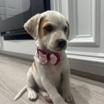 Pointer and Mixed Breed Dogs Available for Adoption in Cleveland, Texas - Emily | PetCurious