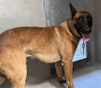 PEANUT -  Belgian Shepherd Malinois Dog for Adoption in San Bernardino, California - PEANUT | PetCurious