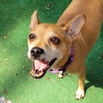 Loulee -  Chihuahua Dog for Adoption - Loulee | PetCurious