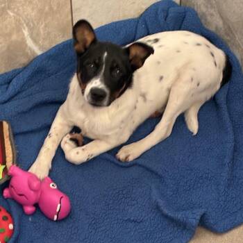 Cattle Dog and Rat Terrier Dogs Available for Adoption in South Elgin, Illinois - Charlie | PetCurious