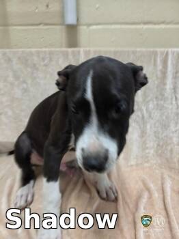 Shadow -  Pit Bull Terrier Dog for Adoption in Rocky Mount, North Carolina - Shadow | PetCurious