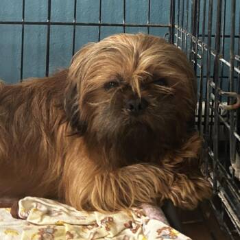 Weasley Armstrong B2 -  Mixed Breed Dog for Adoption in Leander, Texas - Weasley Armstrong B2 | PetCurious