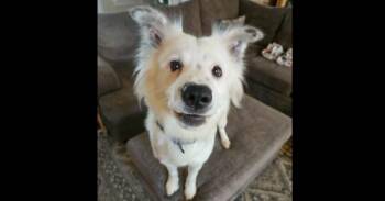 Border Collie and Great Pyrenees Dogs Available for Adoption in Youngsville, North Carolina - Snow | PetCurious