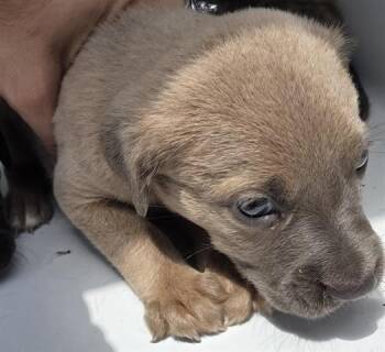Pit Bull Terrier and Mixed Breed Dogs Available for Adoption in Houston, Texas - A655364 | PetCurious