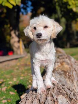 Leo -  Aussiedoodle Dog for Adoption in Cowlesville, New York - Leo | PetCurious