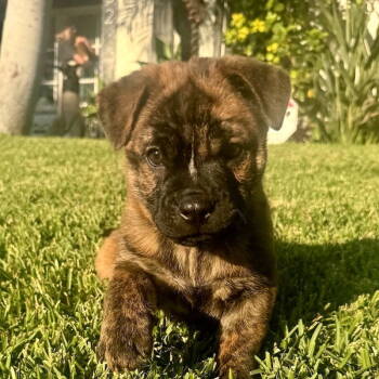 Rescue German Shepherd Dog Dogs for Adoption in San Juan Capistrano, California - Ozzy | PetCurious