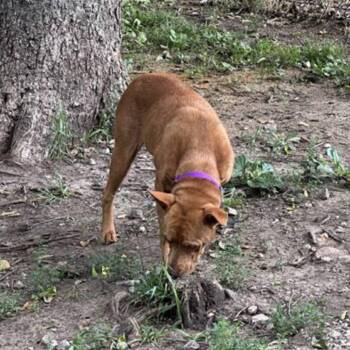 Terrier and Pit Bull Terrier Dogs Available for Adoption in Spring Hill, Kansas - Honey | PetCurious