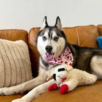 Siberian Husky Dogs Available for Adoption in Friendswood, Texas - Blue Husky | PetCurious