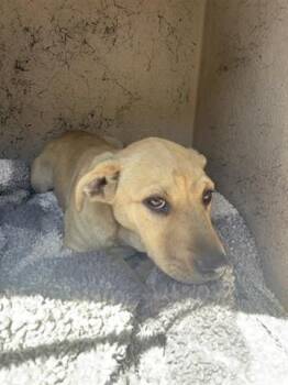 DELILAH -  Labrador Retriever and Mastiff Dog for Adoption in Salinas, California - DELILAH | PetCurious