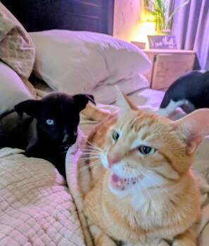 Catahoula Leopard Dog Dogs Available for Adoption - Tate | PetCurious