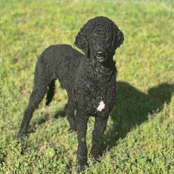 Standard Poodle Dogs Available for Adoption in Brownsboro, Alabama - Tito | PetCurious