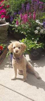 Reba -  Poodle Dog for Adoption in Brandon, South Dakota - Reba | PetCurious