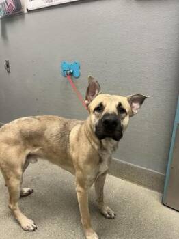 SNOOP -  German Shepherd Dog Dog for Adoption in Las Vegas, Nevada - SNOOP | PetCurious