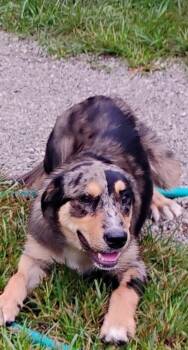 Rescue Catahoula Leopard Dog Dogs for Adoption in Saint Jo, Texas - AGNES | PetCurious