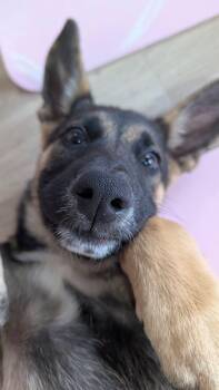 Maggie -  German Shepherd Dog Dog for Adoption in Dallas, Texas - Maggie | PetCurious