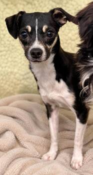 Dimaggio 4867 -  Chihuahua Dog for Adoption in Boca Raton, Florida - Dimaggio 4867 | PetCurious