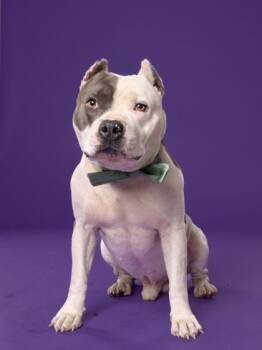 Monsieur Mozzarella -  American Staffordshire Terrier and Mixed Breed Dog for Adoption in Atlanta, Georgia - Monsieur Mozzarella | PetCurious