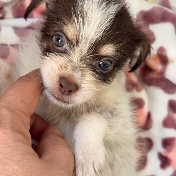 Lilly -  Chihuahua Dog for Adoption in Pleasant Valley, New York - Lilly | PetCurious