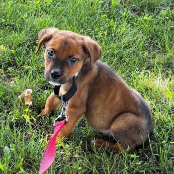 Rescue German Shepherd Dog Dogs for Adoption in Suamico, Wisconsin - Clair (Mafia Litter) | PetCurious