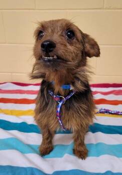 Yorkshire Terrier and Mixed Breed Dogs Available for Adoption in Westland, Michigan - States Ave | PetCurious