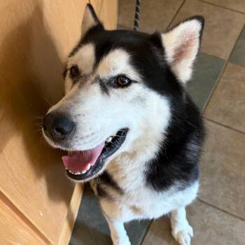 Rico Suave -  Mixed Breed Dog for Adoption in Chattanooga, Tennessee - Rico Suave | PetCurious
