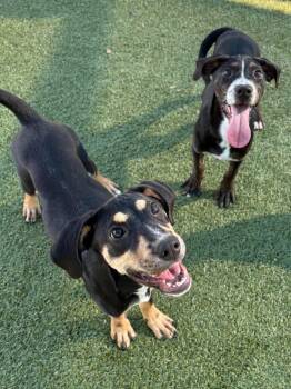 PRUE -  Mixed Breed Dog for Adoption in Holbrook, New York - PRUE | PetCurious
