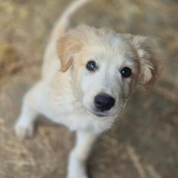 Great Pyrenees Dogs Available for Adoption in Yaphank, New York - Guppy | PetCurious