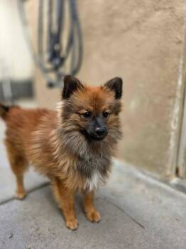 Pecan -  Pomeranian Dog for Adoption in Phoenix, Arizona - Pecan | PetCurious