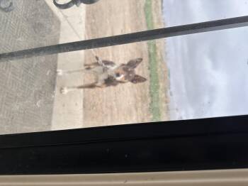 Border Collie Dogs Available for Adoption in Williston, North Dakota - Athena | PetCurious