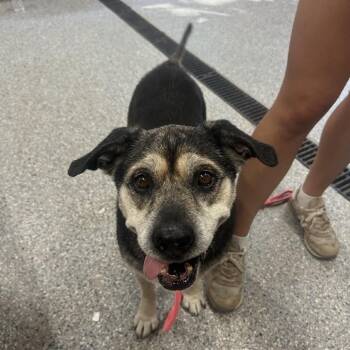 Nani -  Terrier Dog for Adoption in Spring Hill, Kansas - Nani | PetCurious