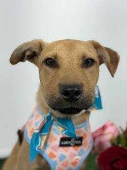 Black Mouth Cur and Rhodesian Ridgeback Dogs Available for Adoption in Carlsbad, California - Ben-One Of Our Amazing Rescue Dogs | PetCurious