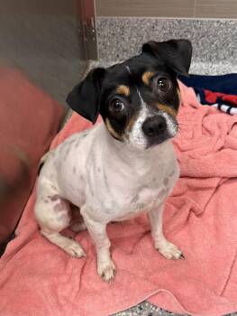 Champ -  Rat Terrier and Chihuahua Dog for Adoption in Cypress, California - Champ | PetCurious